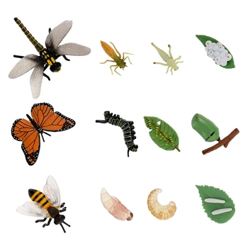 12 BUC Animal Ciclului de Viață, Modele de Viață Fluture Etape Cifre Gărgăriță Albine Viață Ciclului de Viață Jucarii Educative Model